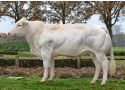 Thymen (ACTIE 40+10)