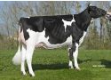 Obstinee (v. Lighthouse) moeder van Rewood Man